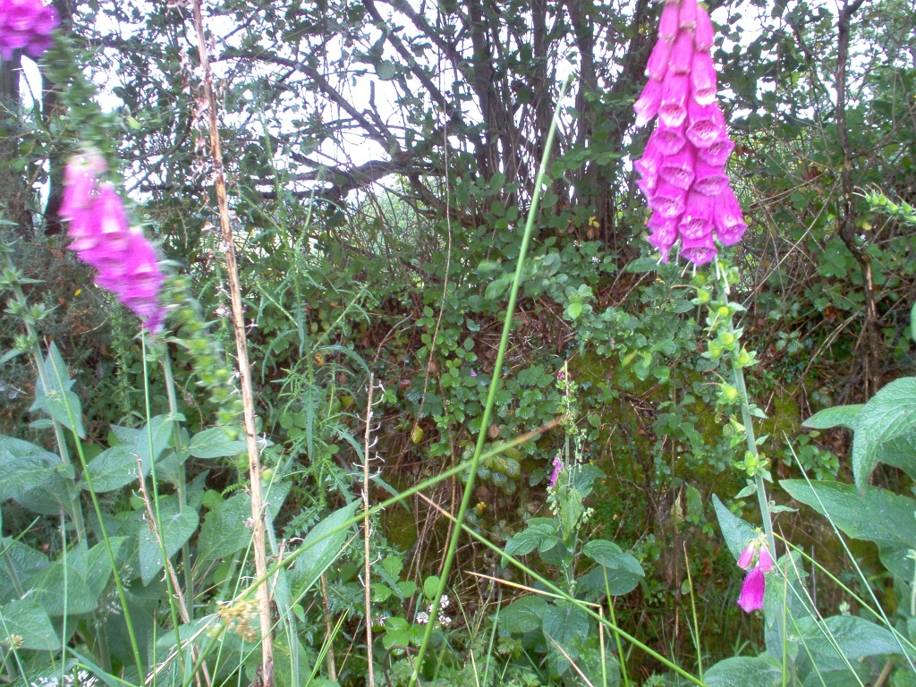 20110000 LA PAVÉE Pont-Farcy 28.jpg - IM000288.JPG